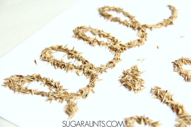 Practice cursive handwriting with sensory twist using grass seed!  So cool and the kids will love this!  Great tips in this post for teaching kids cursive handwriting.  
