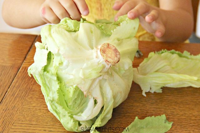 Quinoa Lettuce Wrap Recipe.  This is a delicious way to eat quinoa and fun for kids.  They will love this kids in the kitchen cooking with kids recipe!  Loaded with vegetables and healthy foods, this quinoa recipe will be a hit at dinner with the family.