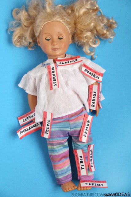 Learn bone names by using this Bone identification activity and sticking bone name stickers onto a doll.