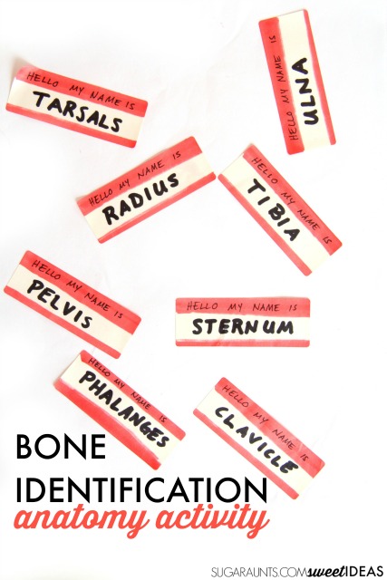 This bones anatomy movement and learning activity is perfect for kids or anyone learning human anatomy and bones or musculature. Add this to a health or gym curriculum to learn body parts with kids. 