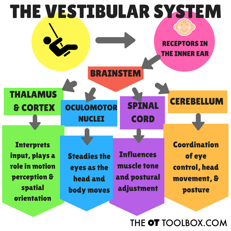 Vestibular activities and how they are processed by the body's vestibular system