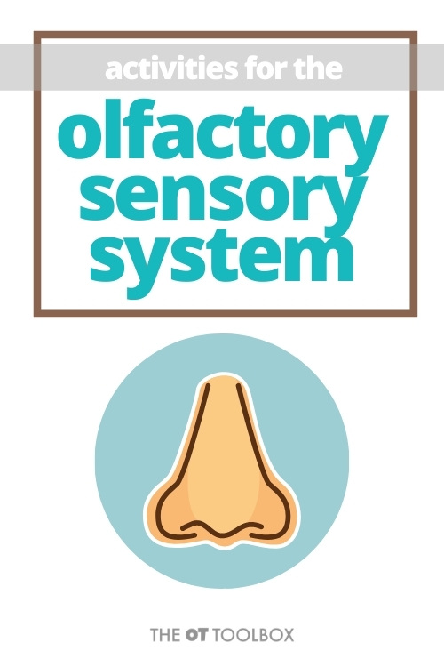 olfactory sensory activities