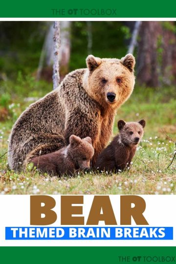 el cerebro del oso se rompe