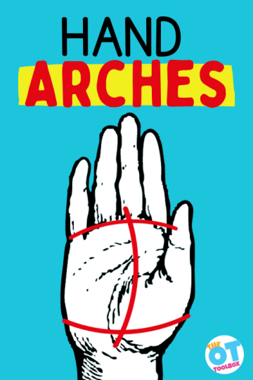 lines on the palm of the hand to show three arches . Text reads "hand arches"